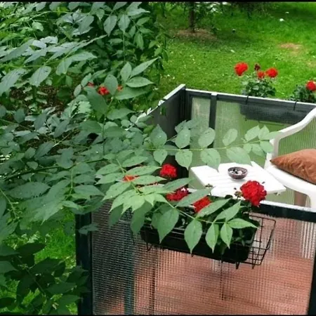 Oli *