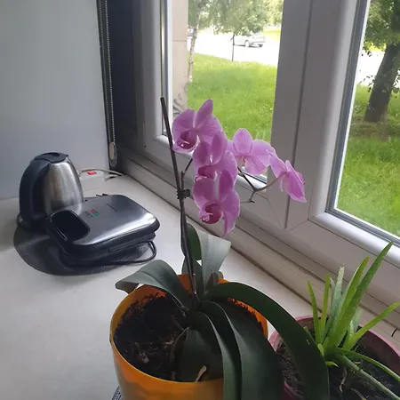 Oli Daire Saraybosna