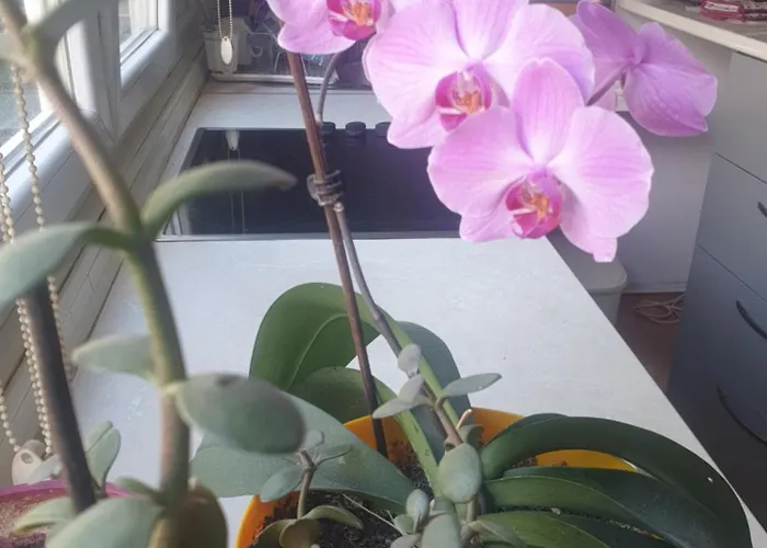 Oli Σαράγεβο