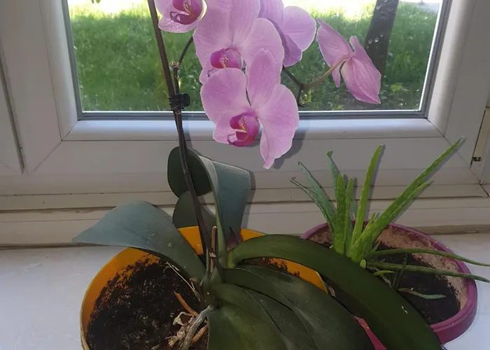 Oli * Σαράγεβο